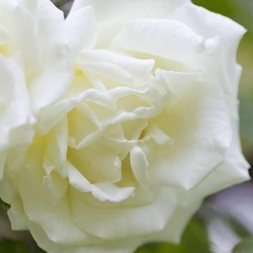 Rosa Paul's Lemon Pillar - Climbing Rose