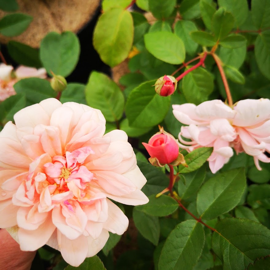  Rosa Perle D'Or - Old Shrub Rose