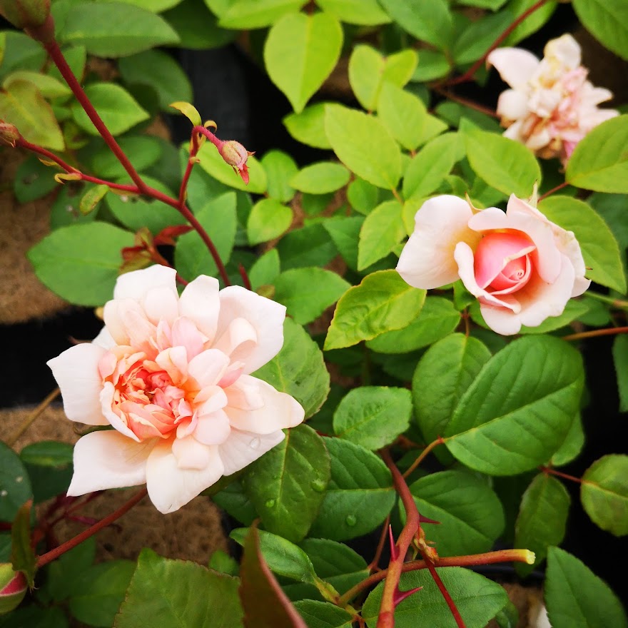  Rosa Perle D'Or - Old Shrub Rose