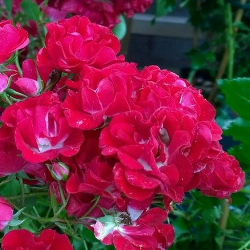  Rosa Rambling Rosie