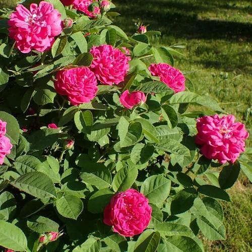  Rosa De Rescht - Old Shrub Rose