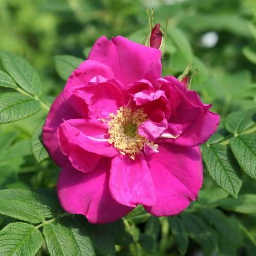 Rosa Exception (Rotes Meer) - Rugosa Rose
