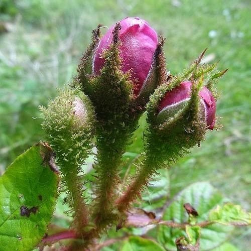  Rosa William Lobb - Old Moss Shrub Rose