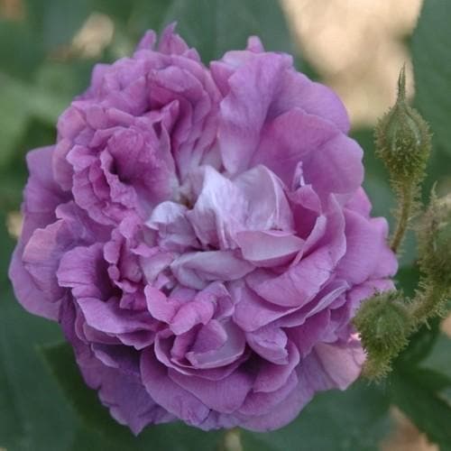  Rosa William Lobb - Old Moss Shrub Rose