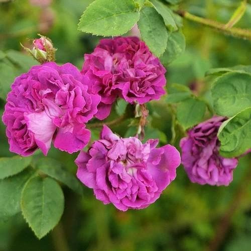  Rosa William Lobb - Old Moss Shrub Rose