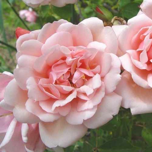  Rosa Albertine - Rambling Rose