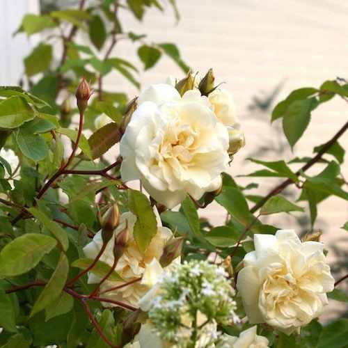  Rosa Alistair Stella Gray - Climbing Rose