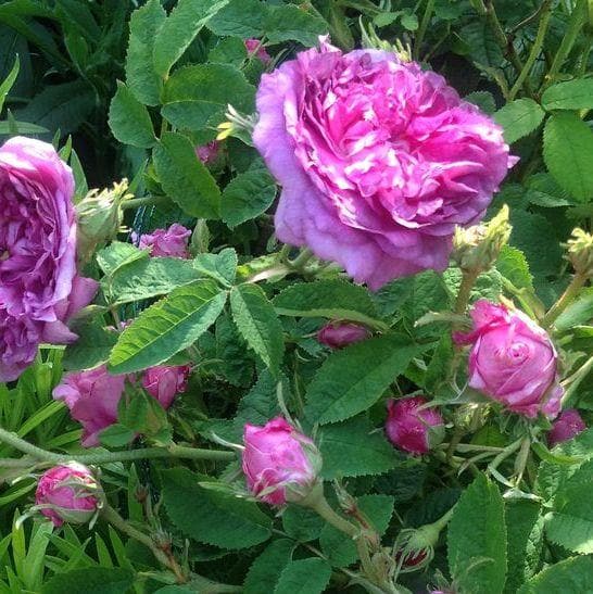  Rosa Belle De Crecy - Old Gallica Shrub Rose