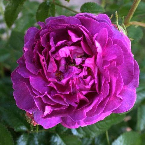  Rosa Belle De Crecy - Old Gallica Shrub Rose