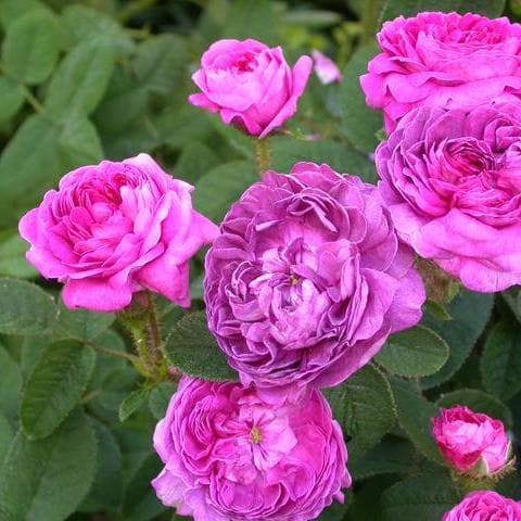  Rosa Belle De Crecy - Old Gallica Shrub Rose