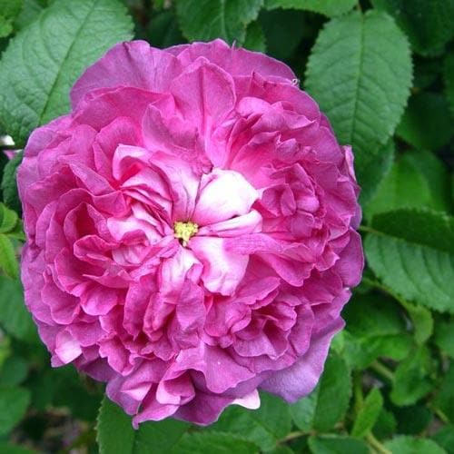  Rosa Belle De Crecy - Old Gallica Shrub Rose