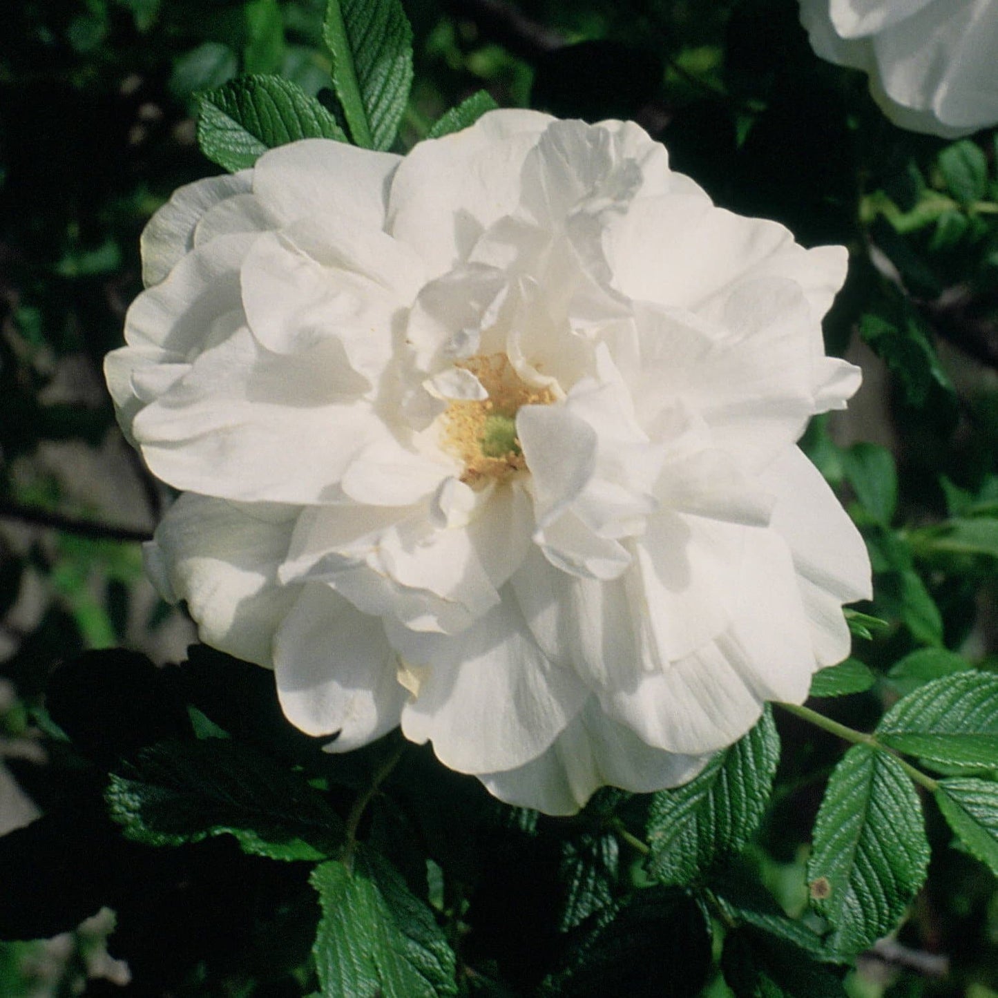  Rosa Blanc Double De Coubert - Rugosa Rose