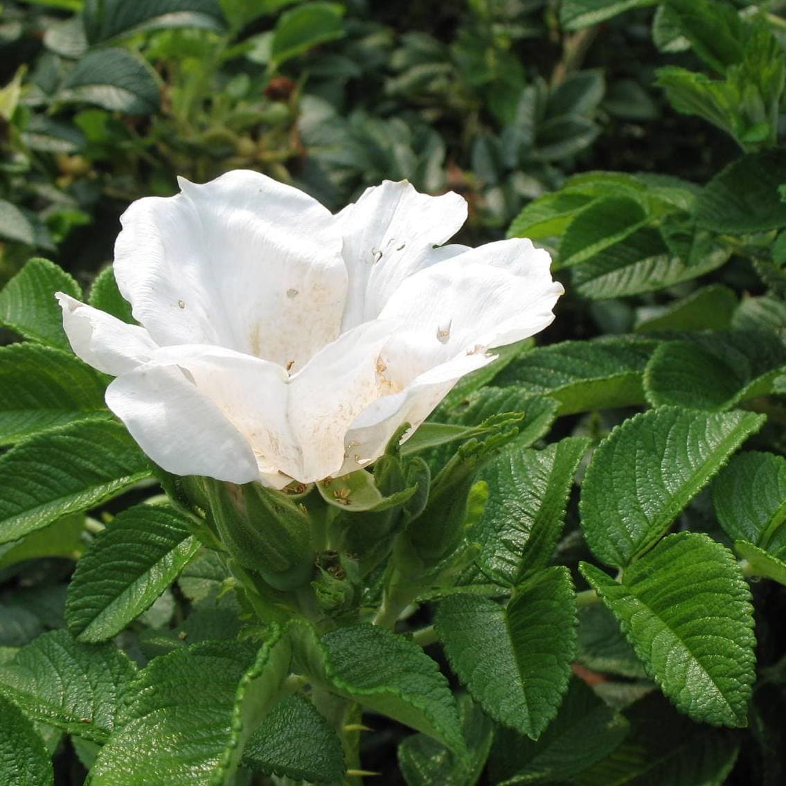  Rosa Blanc Double De Coubert - Rugosa Rose