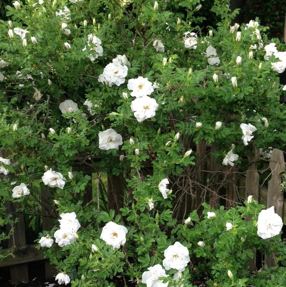  Rosa Blanc Double De Coubert - Rugosa Rose