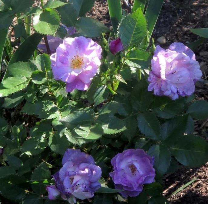  Rosa Blue For You - Shrub Rose