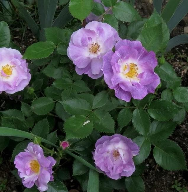  Rosa Blue For You - Shrub Rose