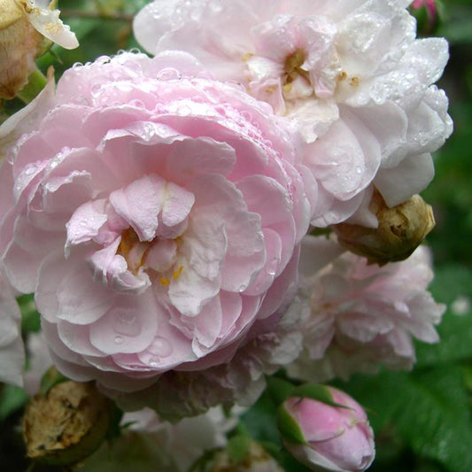  Rosa Blush Noisette - Climbing Rose