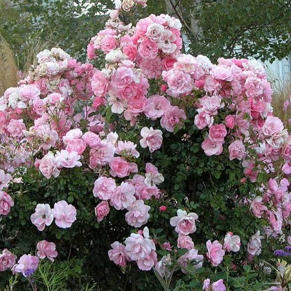  Rosa Bonica - Modern Shrub Rose