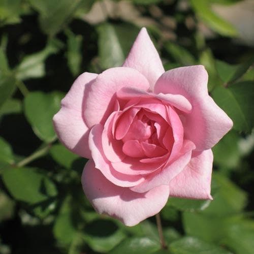  Rosa Bonica - Modern Shrub Rose