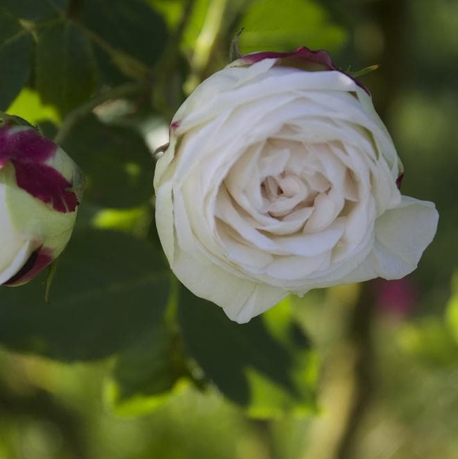  Rosa Boule De Neige - Old Bourbon Shrub Rose
