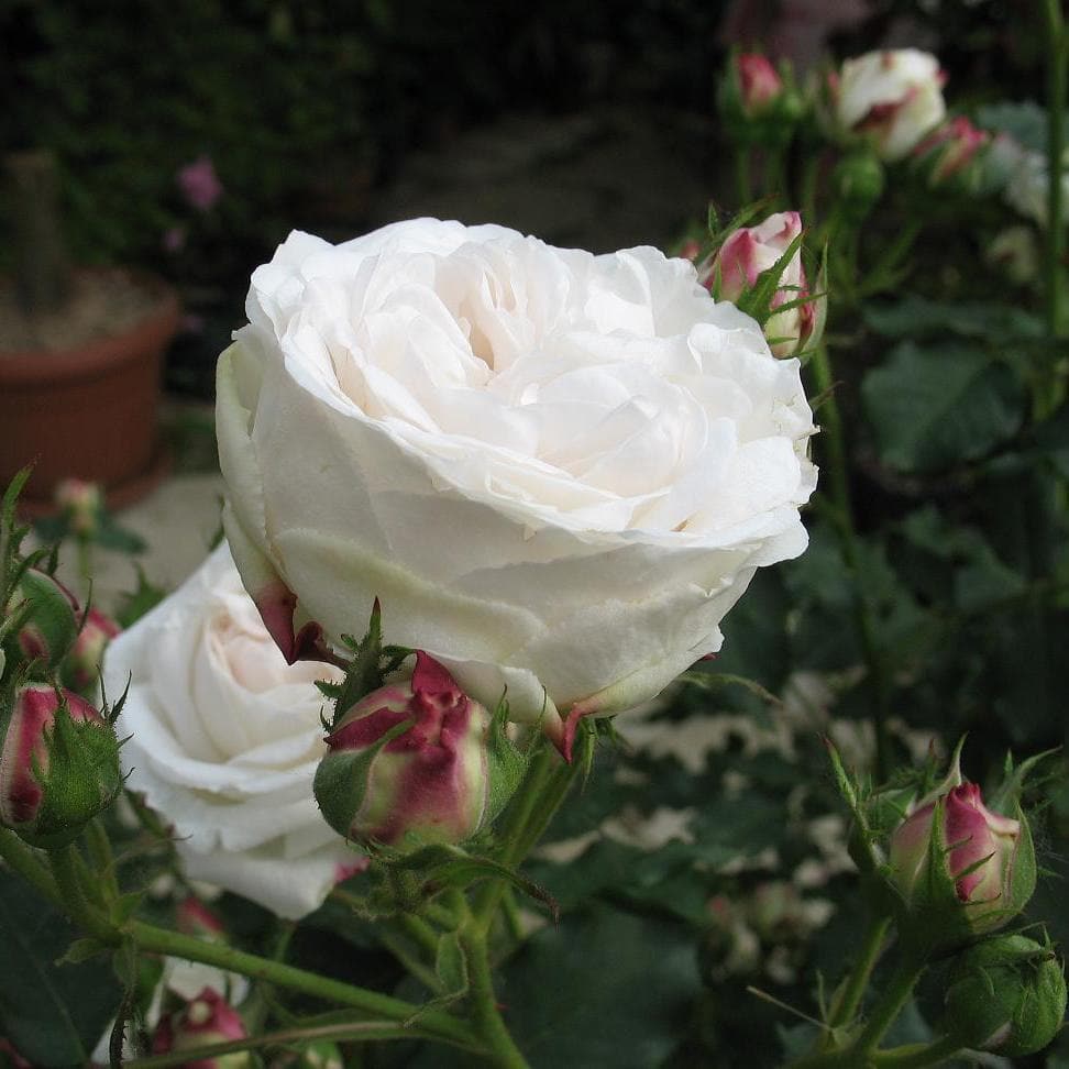  Rosa Boule De Neige - Old Bourbon Shrub Rose