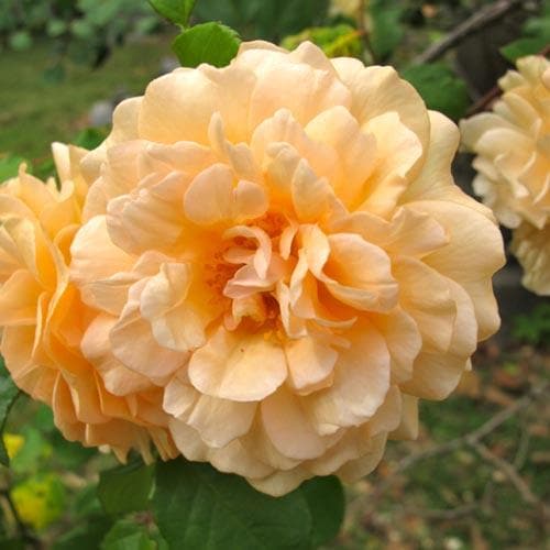  Rosa Buff Beauty - Climbing Rose