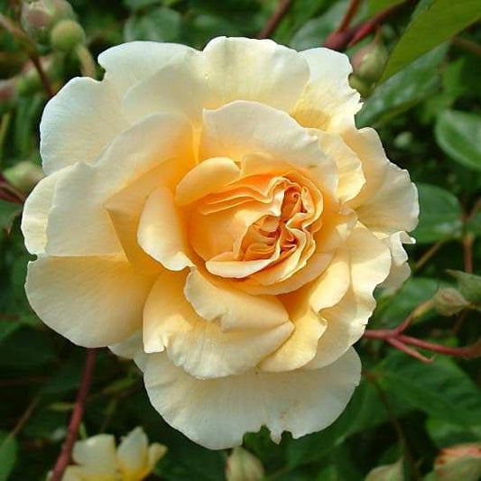  Rosa Buff Beauty - Climbing Rose
