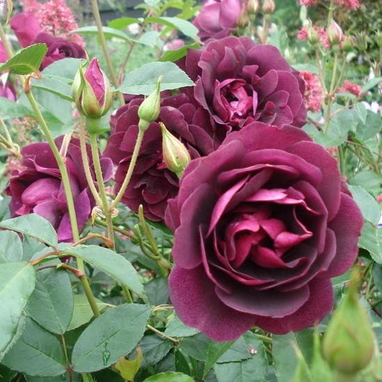  Rosa Burgundy Ice - Floribunda Shrub Rose