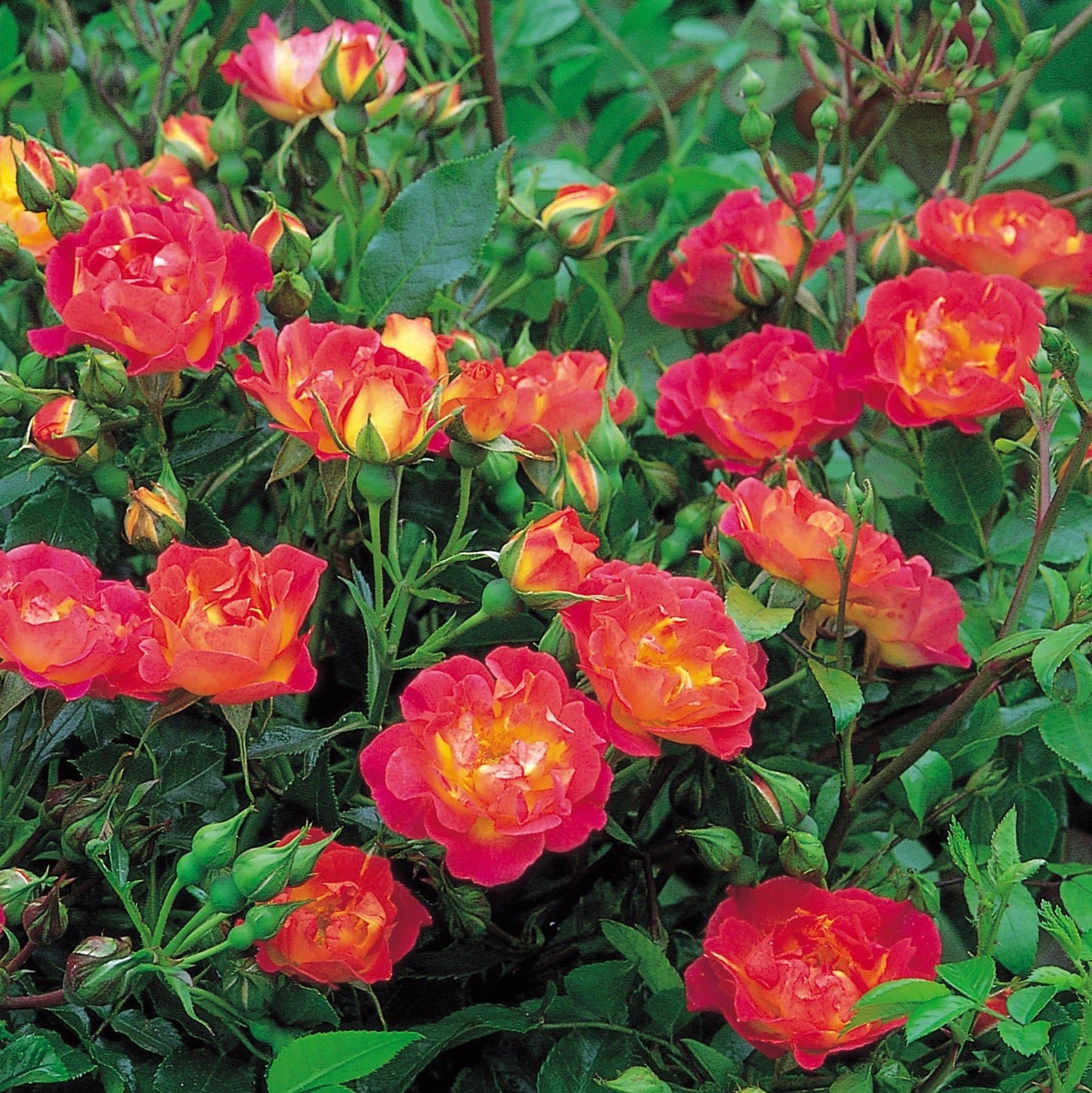  Rosa Cambridgeshire - Groundcover Rose