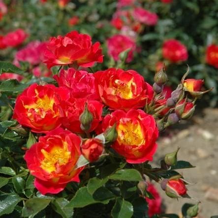  Rosa Cambridgeshire - Groundcover Rose
