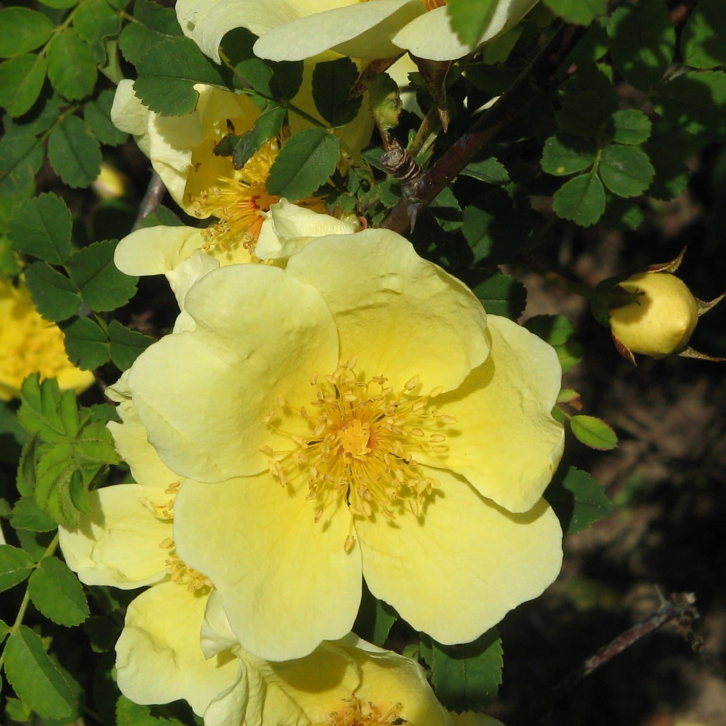  Rosa Canary Bird - Old Shrub Rose