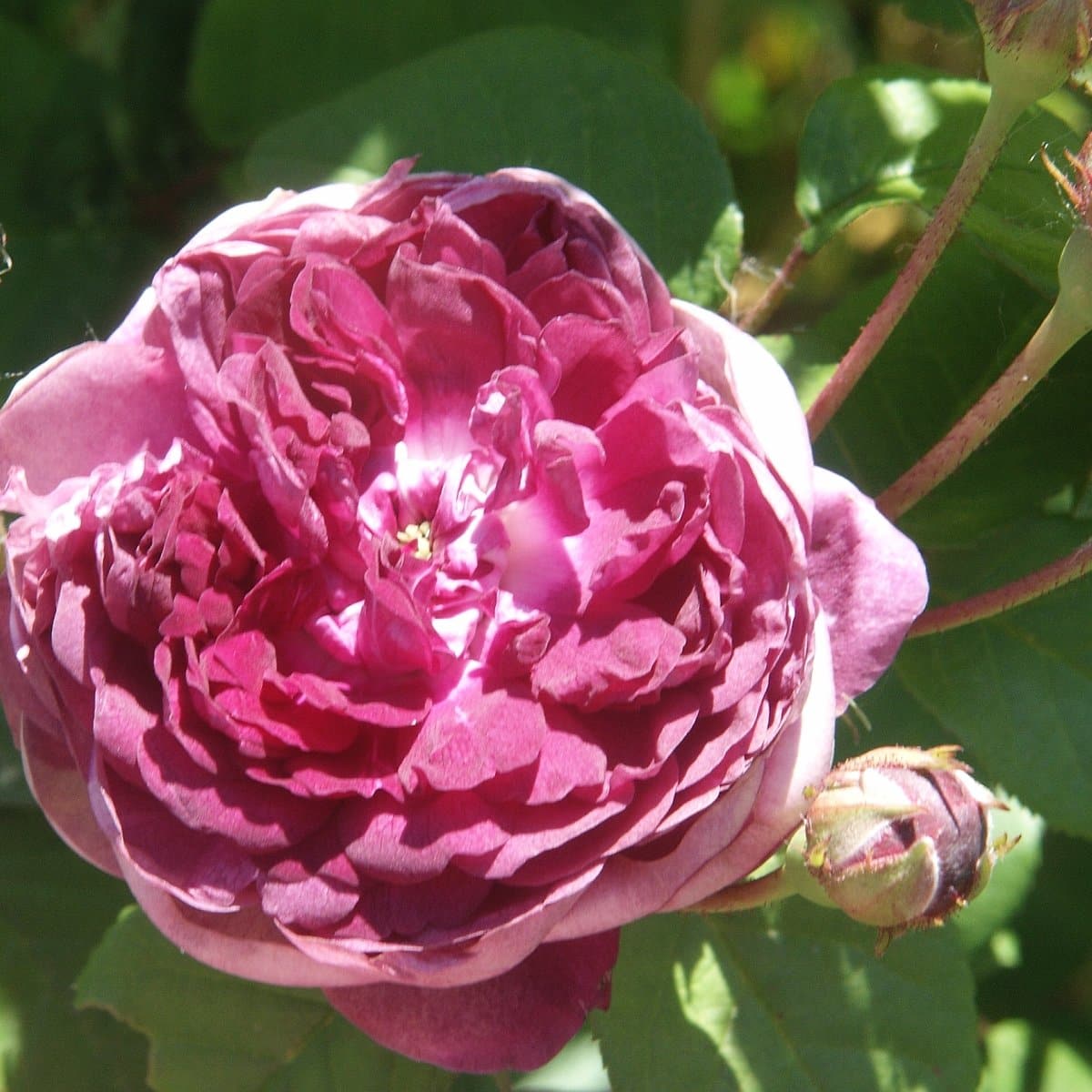 Rosa Cardinal De Richelieu - Gallica Shrub Rose