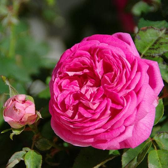  Rosa Cardinal De Richelieu - Gallica Shrub Rose