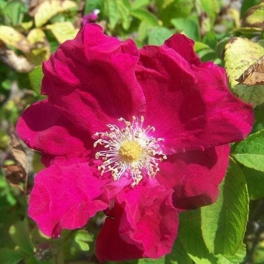  Rosa Carmen - Rugosa Rose