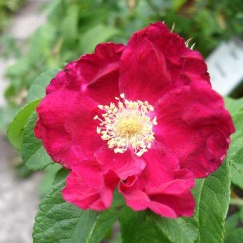  Rosa Carmen - Rugosa Rose