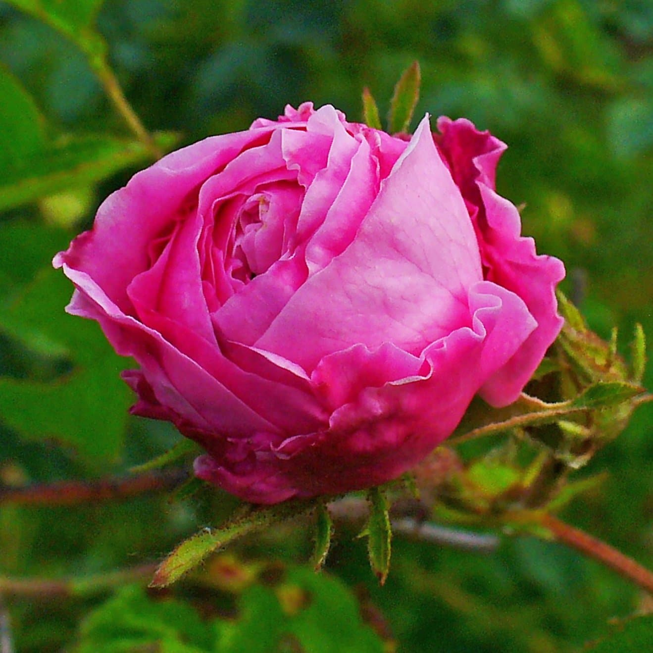  Rosa Centifolia - Old Shrub Rose