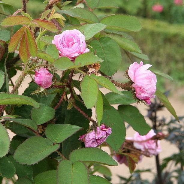  Rosa Centifolia - Old Shrub Rose