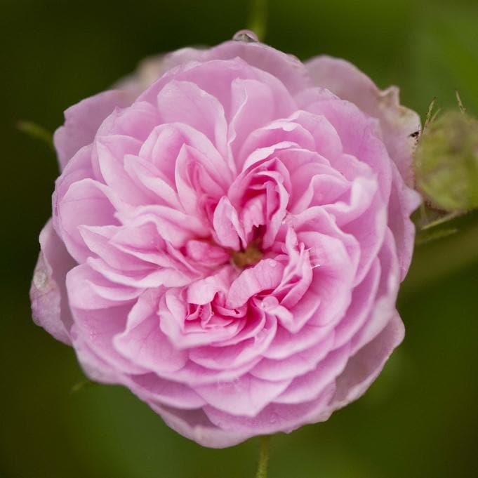  Rosa Centifolia - Old Shrub Rose