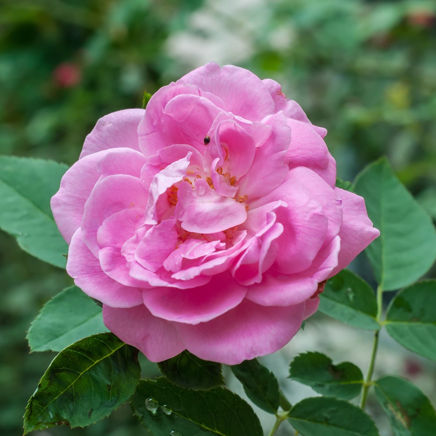  Rosa Centifolia - Old Shrub Rose