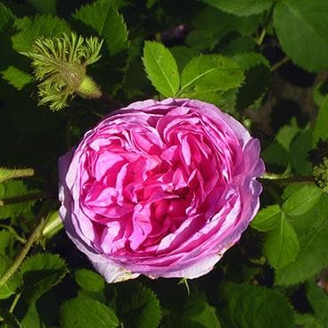  Rosa Chapeau De Napoleon - Old Moss Shrub Rose