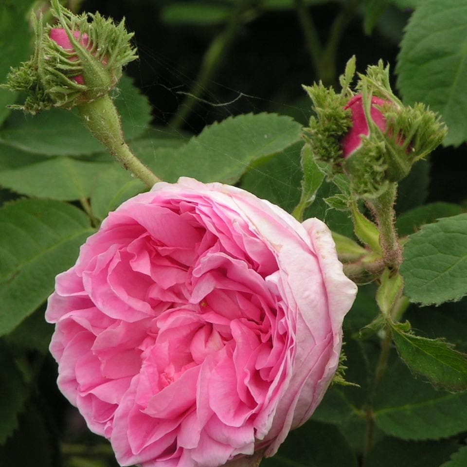  Rosa Chapeau De Napoleon - Old Moss Shrub Rose