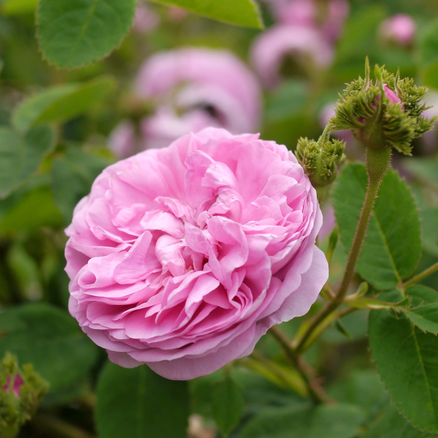  Rosa Chapeau De Napoleon - Old Moss Shrub Rose