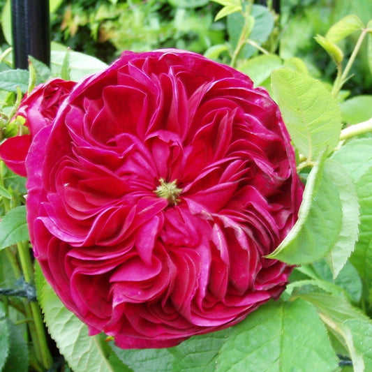 Rosa Charles De Mills - Old Gallica Shrub Rose
