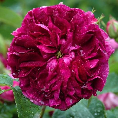  Rosa Charles De Mills - Old Gallica Shrub Rose