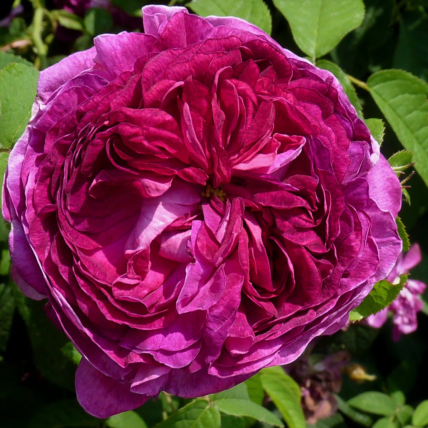  Rosa Charles De Mills - Old Gallica Shrub Rose