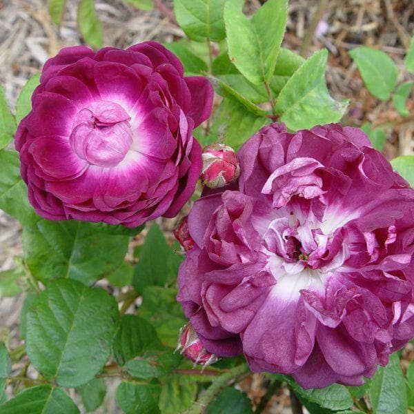  Rosa Charles De Mills - Old Gallica Shrub Rose