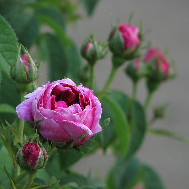  Rosa Charles De Mills - Old Gallica Shrub Rose