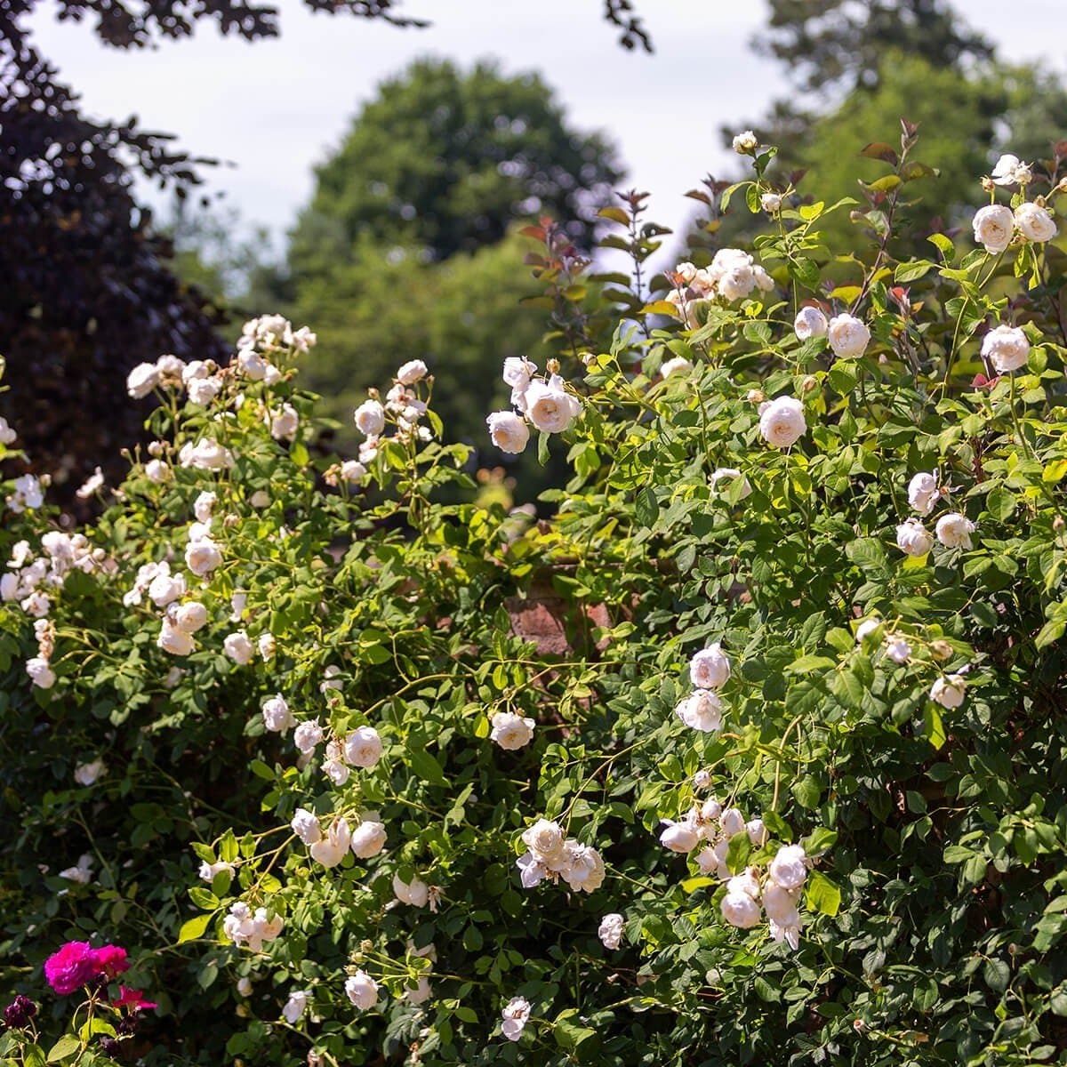  Rosa Claire Austin - David Austin Climbing Rose