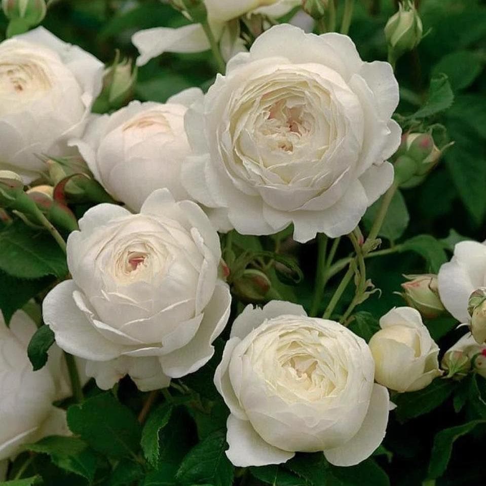  Rosa Claire Austin - David Austin Climbing Rose