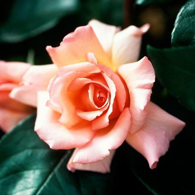  Rosa Compassion - Climbing Rose